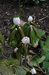 Himalayan Mayapple (Podophyllum hexandrum) at Lakeshore Garden Centres