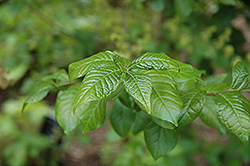 Aurea Orixa (Orixa japonica 'Aurea') at Lakeshore Garden Centres