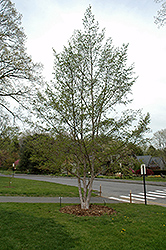 Hybrid Stewartia (Stewartia x henryae) at Lakeshore Garden Centres