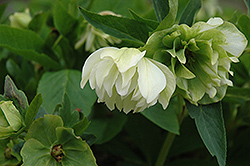 Double Integrity Hellebore (Helleborus 'Double Integrity') at Lakeshore Garden Centres