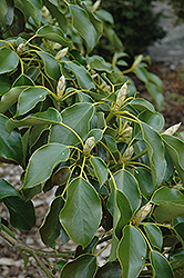 Wheel Tree (Trochodendron aralioides) at Lakeshore Garden Centres