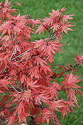 Kasagi Yama Japanese Maple (Acer palmatum 'Kasagi Yama') at Lakeshore Garden Centres