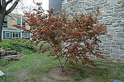 Iijima Sunago Japanese Maple (Acer palmatum 'Iijima Sunago') at Lakeshore Garden Centres