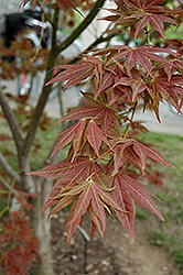 Iijima Sunago Japanese Maple (Acer palmatum 'Iijima Sunago') at Lakeshore Garden Centres
