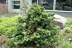 Repens Hinoki Falsecypress (Chamaecyparis obtusa 'Repens') at Lakeshore Garden Centres
