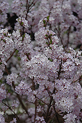 Hackenberry Lilac Daphne (Daphne genkwa 'Hackenberry') at Lakeshore Garden Centres
