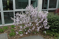 Hackenberry Lilac Daphne (Daphne genkwa 'Hackenberry') at Lakeshore Garden Centres