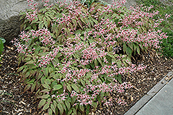 Pink Champagne Fairy Wings (Epimedium 'Pink Champagne') at Lakeshore Garden Centres