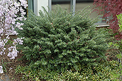 Duke Gardens Plum Yew (Cephalotaxus harringtonia 'Duke Gardens') at Lakeshore Garden Centres