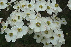 Cloud 9 Flowering Dogwood (Cornus florida 'Cloud 9') at Lakeshore Garden Centres