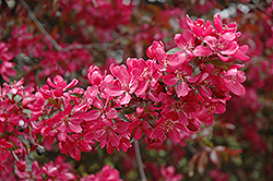 Burgundy Flowering Crab (Malus 'Burgundy') at Lakeshore Garden Centres