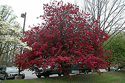 Burgundy Flowering Crab (Malus 'Burgundy') at Lakeshore Garden Centres