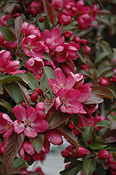 Centurion Flowering Crab (Malus 'Centurion') at Lakeshore Garden Centres