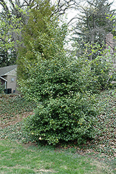 Big Red American Holly (Ilex opaca 'Big Red') at Lakeshore Garden Centres