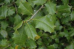 Big Red American Holly (Ilex opaca 'Big Red') at Lakeshore Garden Centres