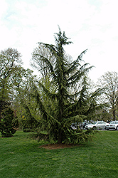 Shalimar Deodar Cedar (Cedrus deodara 'Shalimar') at Lakeshore Garden Centres