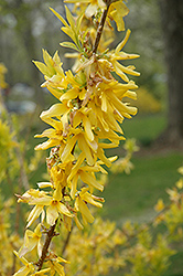 Golden Times Forsythia (Forsythia x intermedia 'Golden Times') at Lakeshore Garden Centres