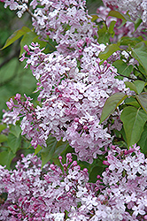 Churchill Lilac (Syringa vulgaris 'Churchill') at Lakeshore Garden Centres