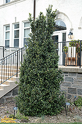 Dee Runk Boxwood (Buxus sempervirens 'Dee Runk') at Lakeshore Garden Centres