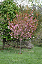Sekiyama Flowering Cherry (Prunus serrulata 'Sekiyama') at Lakeshore Garden Centres