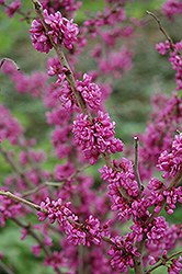 Celestial Plum Redbud (Cercis yunnanensis 'Celestial Plum') at Lakeshore Garden Centres