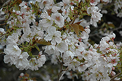 Ojochin Flowering Cherry (Prunus serrulata 'Ojochin') at Lakeshore Garden Centres