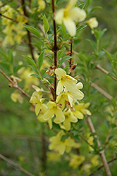 Weeping Forsythia (Forsythia suspensa) at Lakeshore Garden Centres