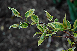 Variegated Golden Spiketail (Stachyurus praecox 'Aureo Variegata') at Lakeshore Garden Centres