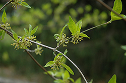 Yellow Variegated Cornelian Cherry Dogwood (Cornus mas 'Aureovariegata') at Lakeshore Garden Centres