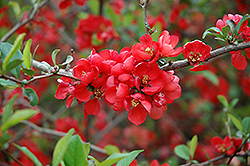 Knap Hill Scarlet Flowering Quince (Chaenomeles x superba 'Knap Hill Scarlet') at Lakeshore Garden Centres