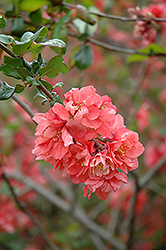 Bonfire Flowering Quince (Chaenomeles speciosa 'Bonfire') at Lakeshore Garden Centres