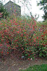 Bonfire Flowering Quince (Chaenomeles speciosa 'Bonfire') at Lakeshore Garden Centres
