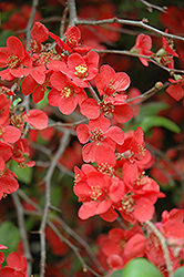 Rubra Grandiflora Flowering Quince (Chaenomeles speciosa 'Rubra Grandiflora') at Lakeshore Garden Centres