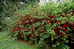 Rubra Grandiflora Flowering Quince (Chaenomeles speciosa 'Rubra Grandiflora') at Lakeshore Garden Centres