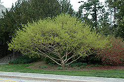 Golden Glory Cornelian Cherry Dogwood (Cornus mas 'Golden Glory') at Lakeshore Garden Centres