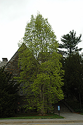 Swarthmore Sentinel Magnolia (Magnolia denudata 'Swarthmore Sentinel') at Lakeshore Garden Centres