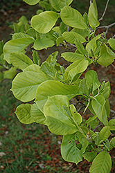 Swarthmore Sentinel Magnolia (Magnolia denudata 'Swarthmore Sentinel') at Lakeshore Garden Centres