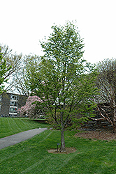 Anise Magnolia (Magnolia salicifolia) at Lakeshore Garden Centres