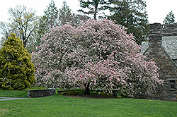Japanese Flowering Crab (Malus floribunda) at Lakeshore Garden Centres