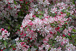 Japanese Flowering Crab (Malus floribunda) at Lakeshore Garden Centres