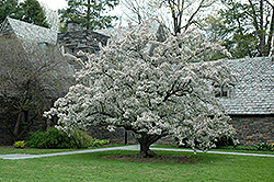 Tea Flowering Crab (Malus hupehensis) at Lakeshore Garden Centres