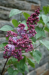 Henri Martin Lilac (Syringa vulgaris 'Henri Martin') at Lakeshore Garden Centres