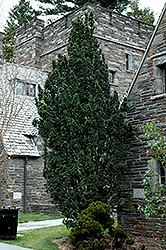 Columnaris Flushing Yew (Taxus x media 'Columnaris Flushing') at Lakeshore Garden Centres