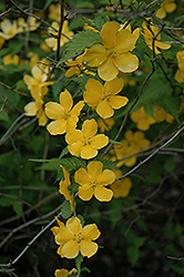 Shannon Japanese Kerria (Kerria japonica 'Shannon') at Lakeshore Garden Centres