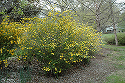 Shannon Japanese Kerria (Kerria japonica 'Shannon') at Lakeshore Garden Centres