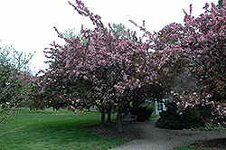 Strawberry Parfait Flowering Crab (Malus 'Strawberry Parfait') at Lakeshore Garden Centres