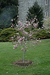 Judy Magnolia (Magnolia 'Judy') at Lakeshore Garden Centres