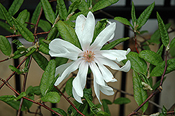 Ballerina Magnolia (Magnolia x loebneri 'Ballerina') at Lakeshore Garden Centres
