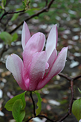 Royal Crown Magnolia (Magnolia 'Royal Crown') at Lakeshore Garden Centres