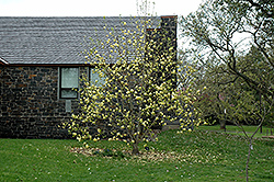 Lois Magnolia (Magnolia 'Lois') at Lakeshore Garden Centres